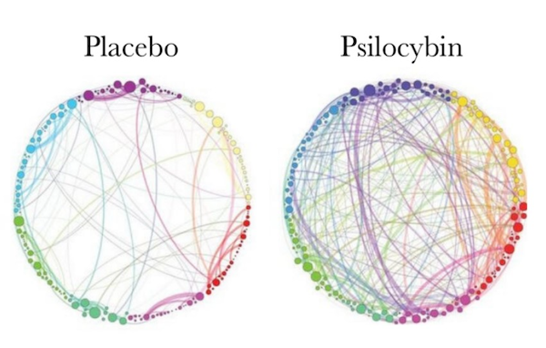 werking psilocybin in het brein